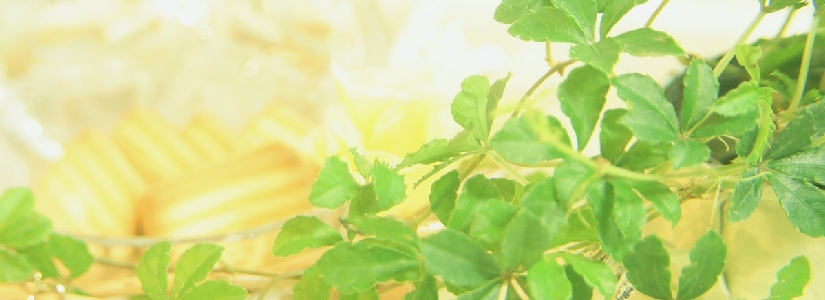 123_teatimeyoko.jpg